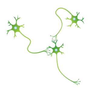 脳神経細胞シナプス